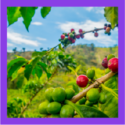 Eje Cafetero
